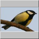 Parus major - Kohlmeise 08.jpg